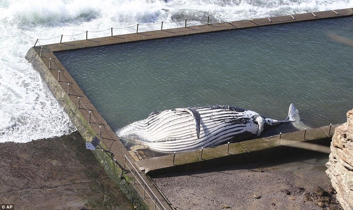 Xác con cá voi trong bể bơi ở bãi biển Newport Beach, gần thành phố Sydney.